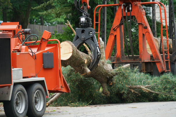 Best Hazardous Tree Removal  in Clearlake Oaks, CA